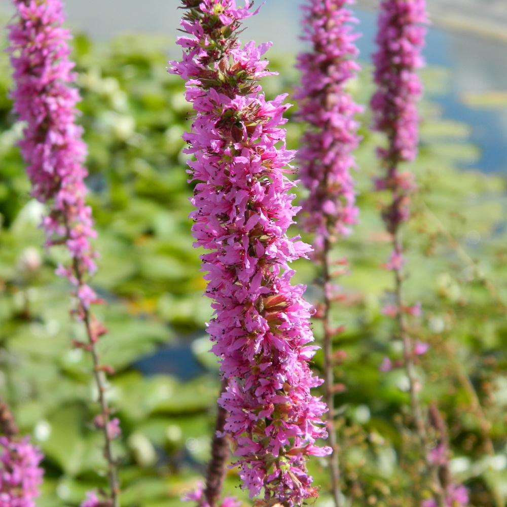 Des images de diff�rentes plantes